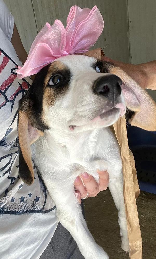 LA BELLISSIMA SELENE Foto 3