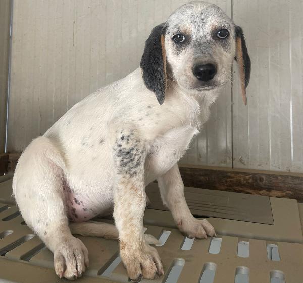 LA TENERISSIMA SIRYA Foto 4