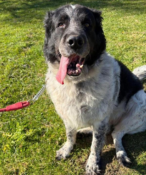 10Anni Mix Maremmano/Border Solo E Disperato! Lucca