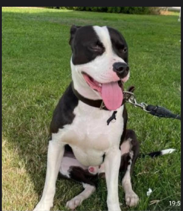 Jaget Pitbull Magnifico Rimasto Solo! Molise Sos