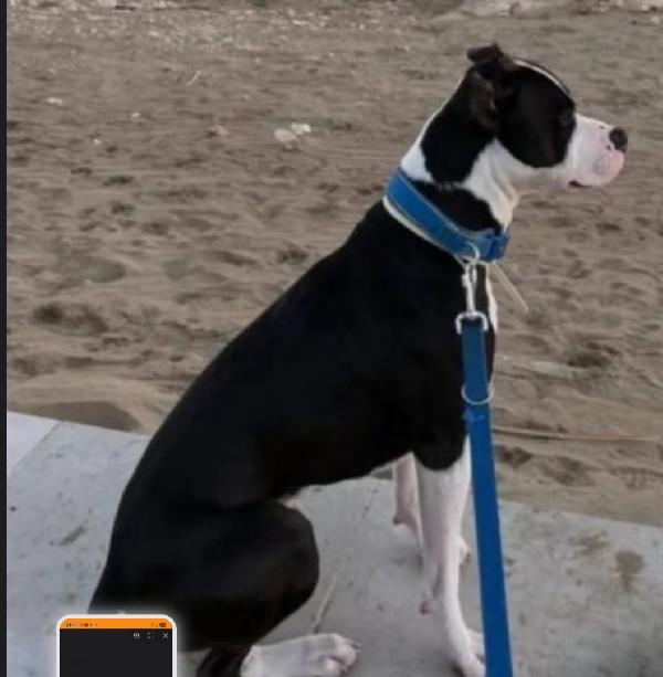 Jaget Pitbull magnifico rimasto solo! MOLISE SOS Foto 3