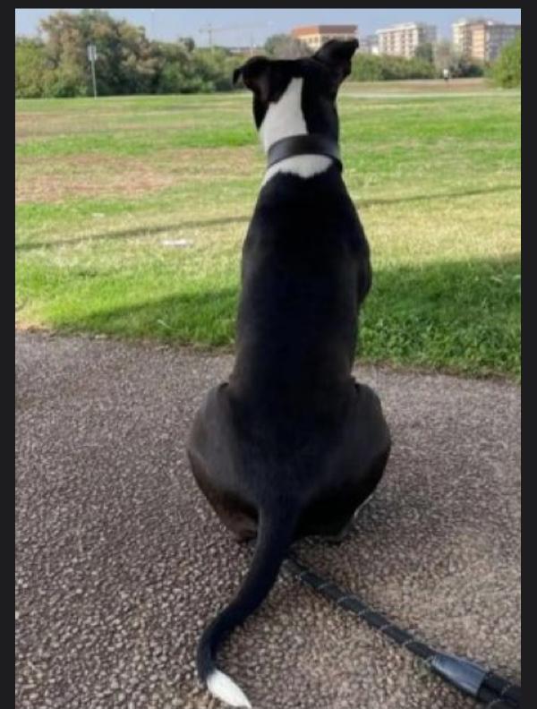 Jaget Pitbull magnifico rimasto solo! MOLISE SOS Foto 4