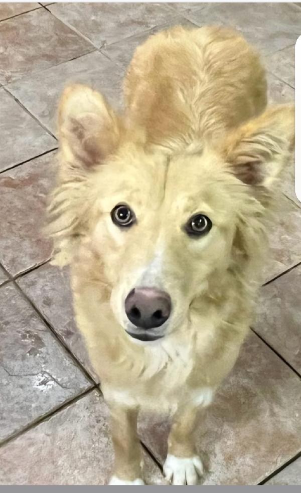 Fly Femmina Quasi 2Anni Tolta Dal Canile.sicilia