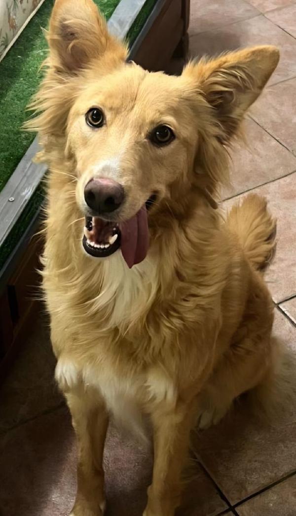 Fly femmina quasi 2anni tolta dal canile.SICILIA Foto 3