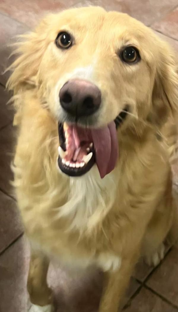 Fly femmina quasi 2anni tolta dal canile.SICILIA Foto 4