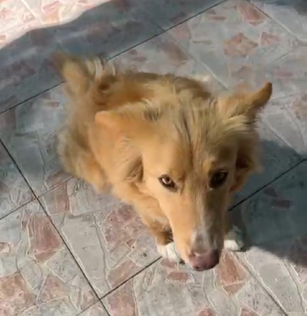 Fly femmina quasi 2anni tolta dal canile.SICILIA Foto 5