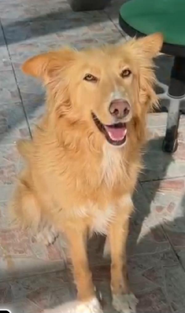 Fly femmina quasi 2anni tolta dal canile.SICILIA Foto 6