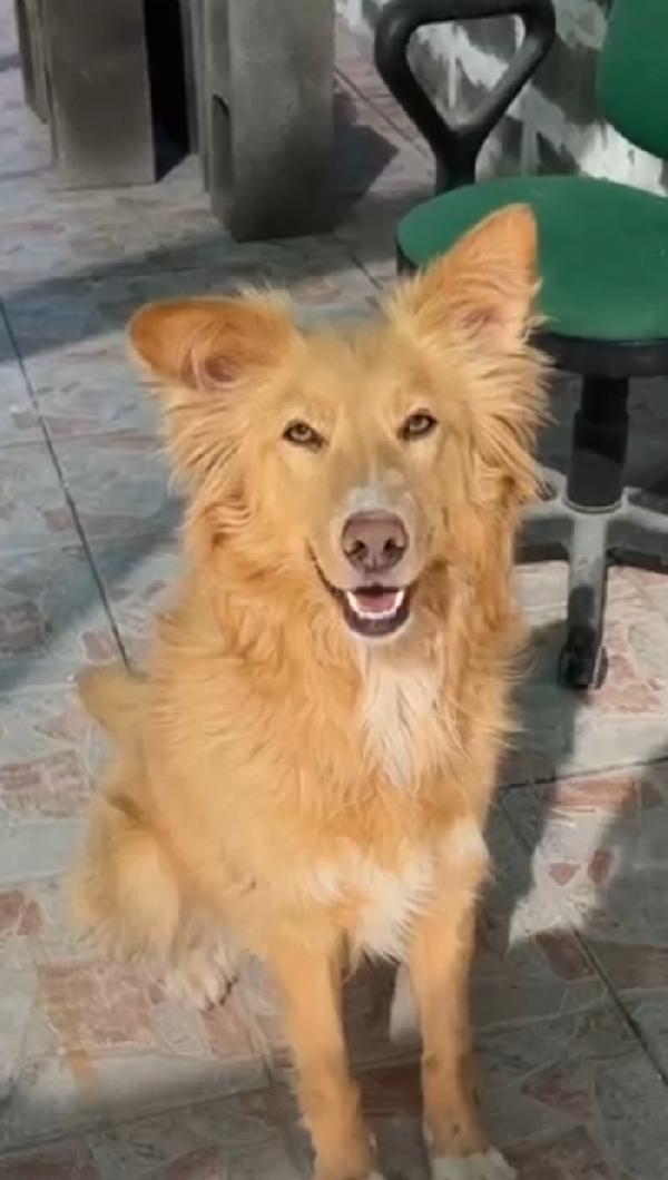 Fly femmina quasi 2anni tolta dal canile.SICILIA Foto 7