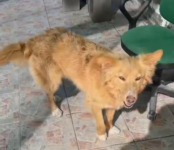 Fly femmina quasi 2anni tolta dal canile.SICILIA Foto 8