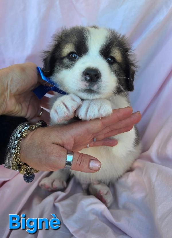 Bigne' Cucciolo Maschio