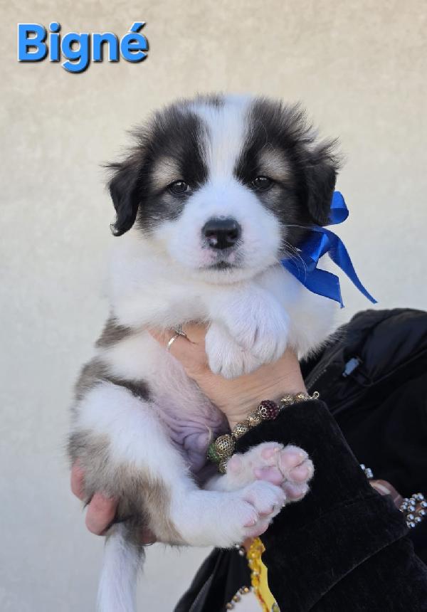 BIGNE' CUCCIOLO MASCHIO Foto 2