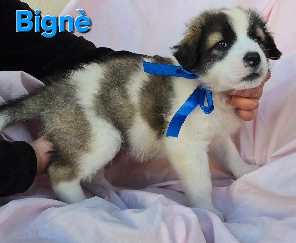 BIGNE' CUCCIOLO MASCHIO Foto 3