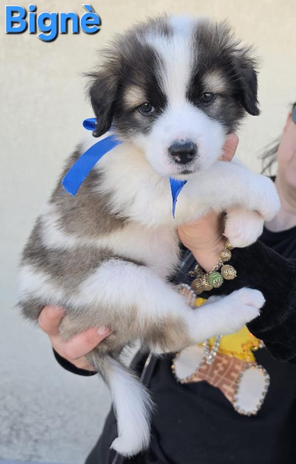 BIGNE' CUCCIOLO MASCHIO Foto 4