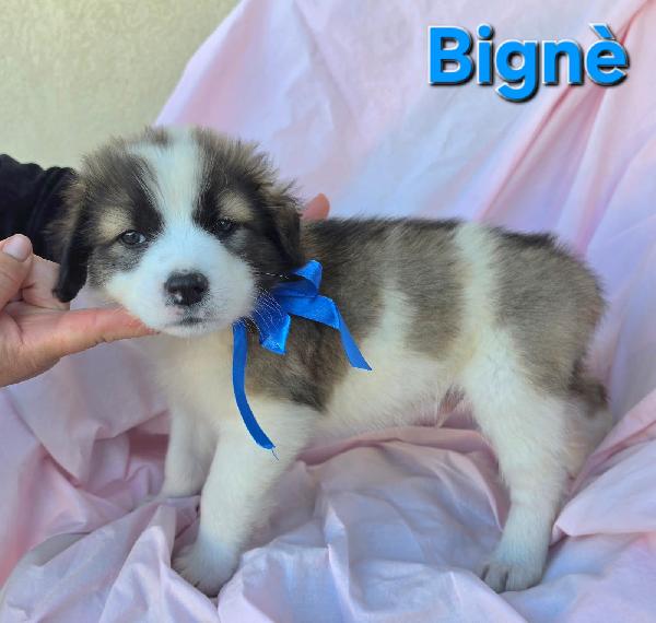 BIGNE' CUCCIOLO MASCHIO Foto 5