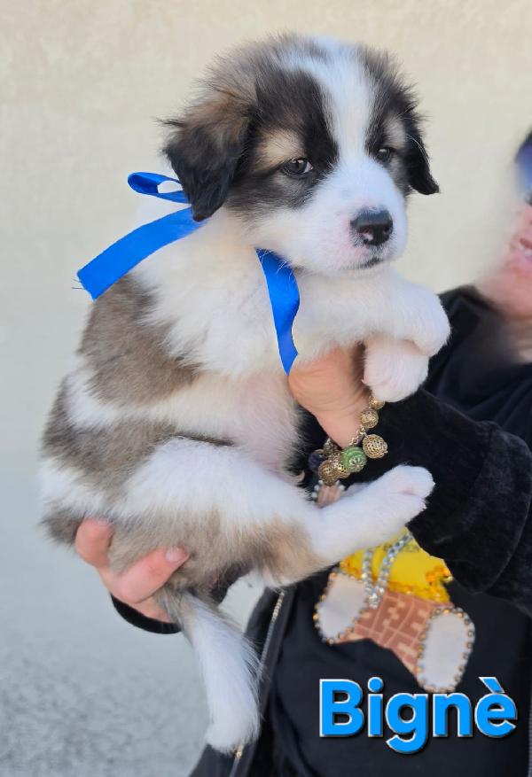 BIGNE' CUCCIOLO MASCHIO Foto 6