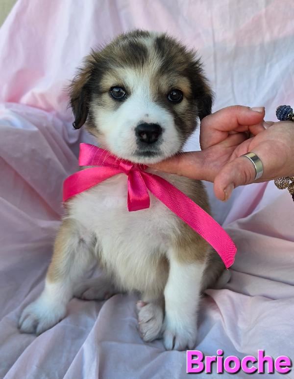 Briosce Cucciola Femmina