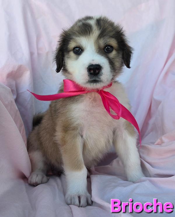 BRIOSCE CUCCIOLA FEMMINA Foto 2