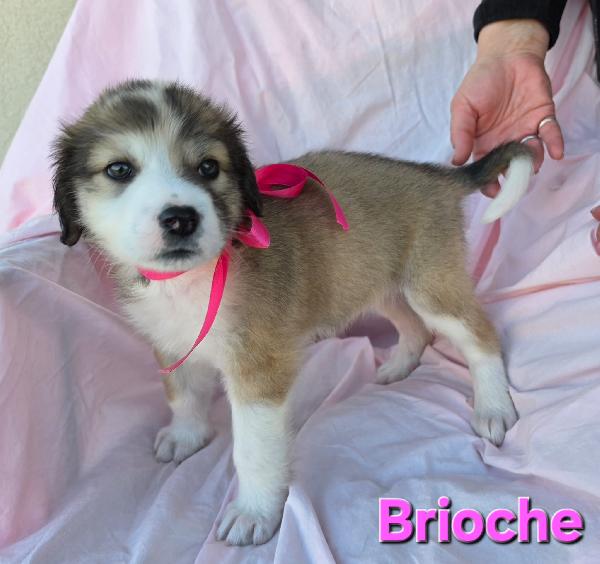 BRIOSCE CUCCIOLA FEMMINA Foto 3