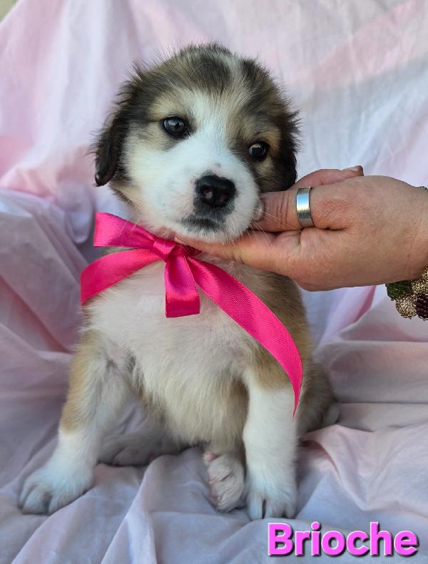 BRIOSCE CUCCIOLA FEMMINA Foto 4