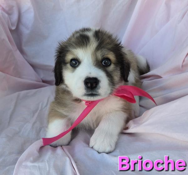 BRIOSCE CUCCIOLA FEMMINA Foto 5