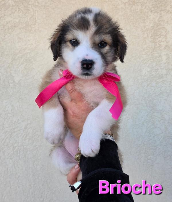 BRIOSCE CUCCIOLA FEMMINA Foto 6