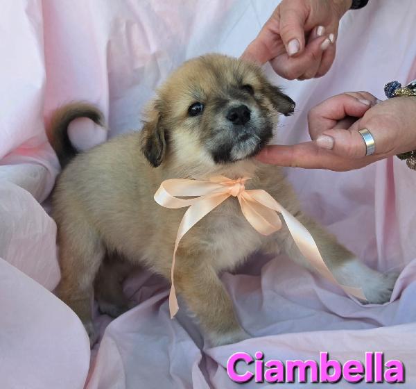 CIAMBELLA CUCCIOLA FEMMINA Foto 2
