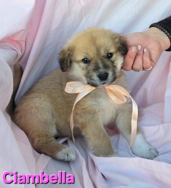 Ciambella Cucciola Femmina