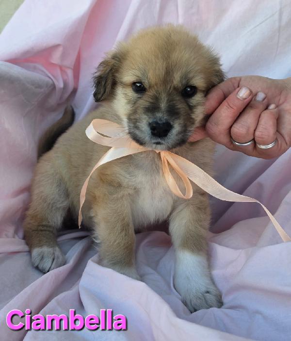 CIAMBELLA CUCCIOLA FEMMINA Foto 3