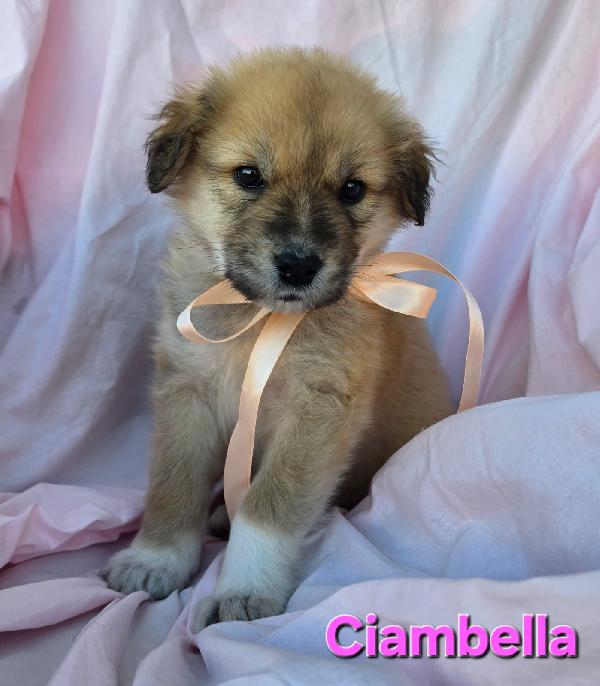 CIAMBELLA CUCCIOLA FEMMINA Foto 4