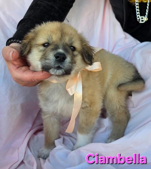 CIAMBELLA CUCCIOLA FEMMINA Foto 5