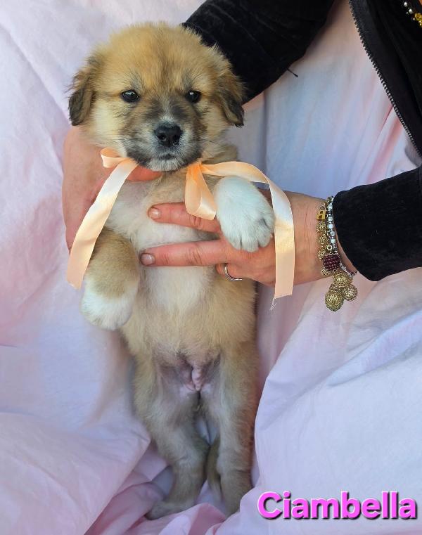 CIAMBELLA CUCCIOLA FEMMINA Foto 6