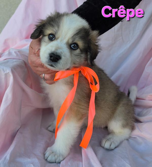 Crepe Cucciola Femmina