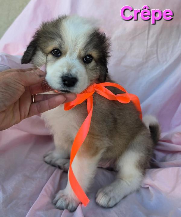 CREPE CUCCIOLA FEMMINA Foto 2