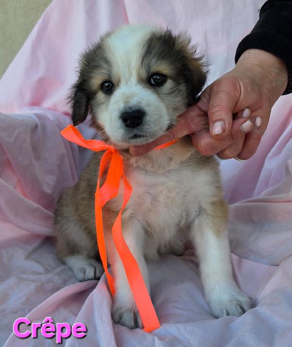 CREPE CUCCIOLA FEMMINA Foto 3