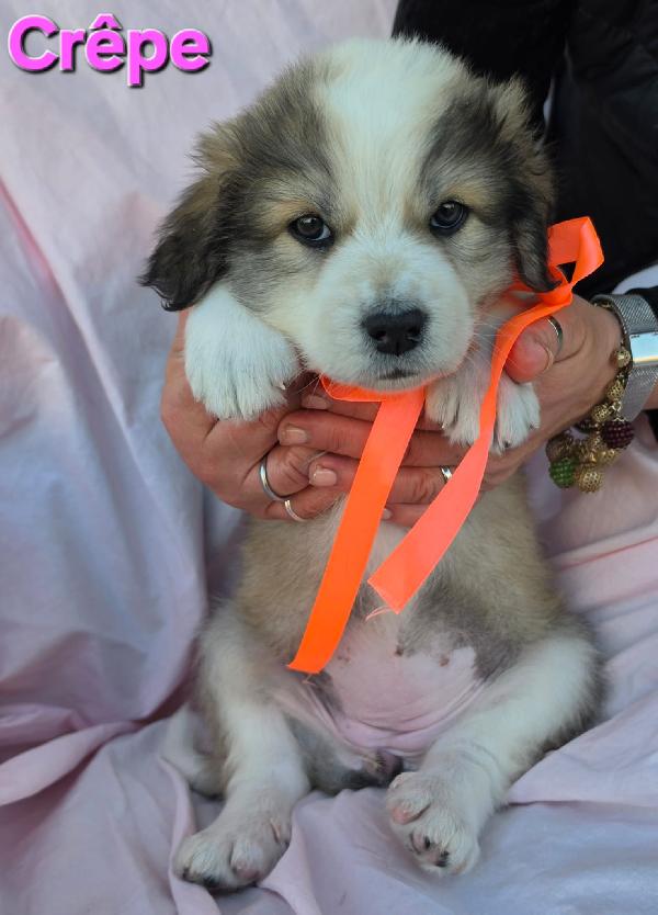 CREPE CUCCIOLA FEMMINA Foto 5