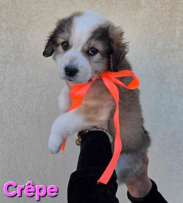 CREPE CUCCIOLA FEMMINA Foto 6