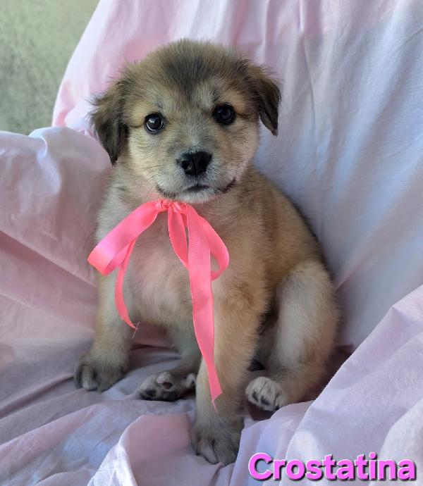 Crostatina Cucciola Femmina