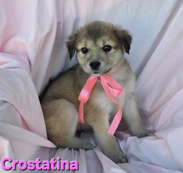 CROSTATINA CUCCIOLA FEMMINA Foto 2