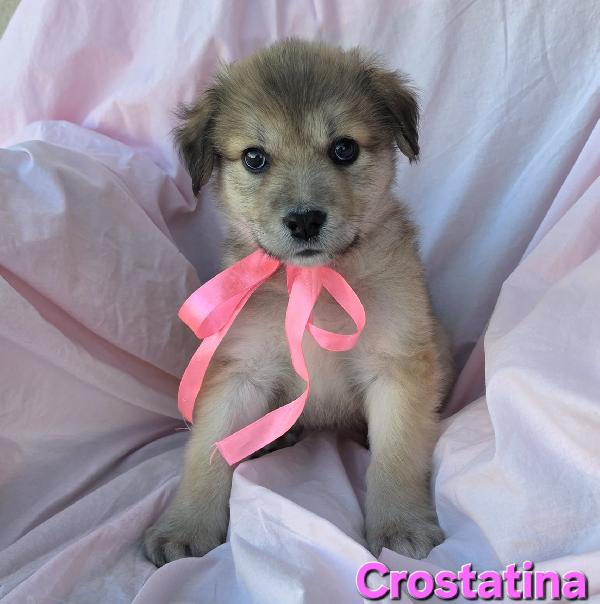 CROSTATINA CUCCIOLA FEMMINA Foto 3