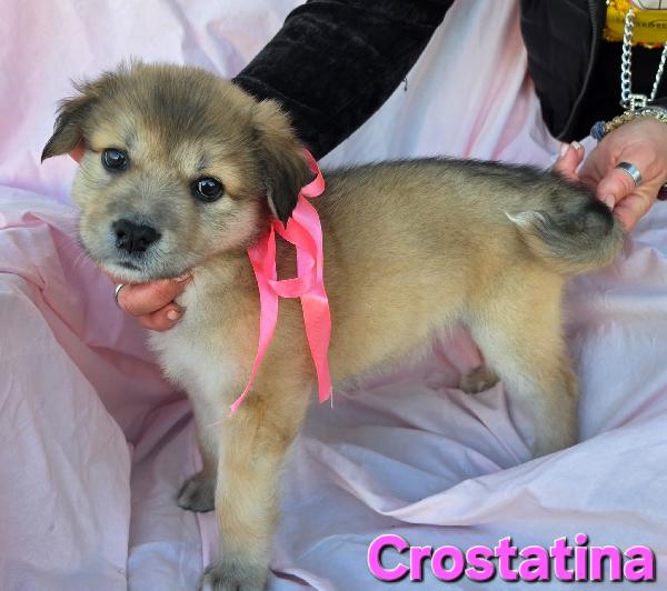 CROSTATINA CUCCIOLA FEMMINA Foto 4