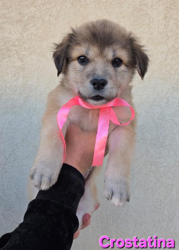 CROSTATINA CUCCIOLA FEMMINA Foto 6