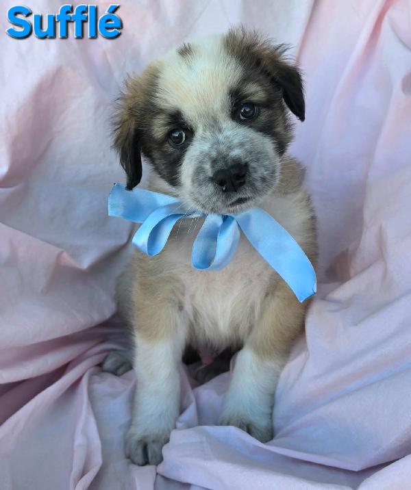 Souffle' Cucciolo Maschio