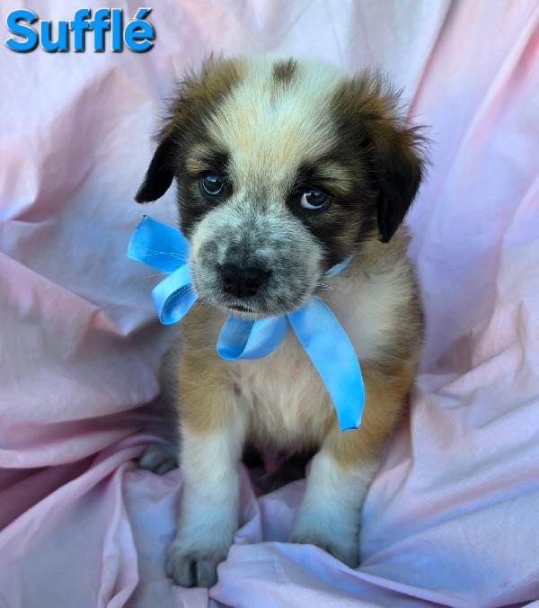 SOUFFLE' CUCCIOLO MASCHIO Foto 2