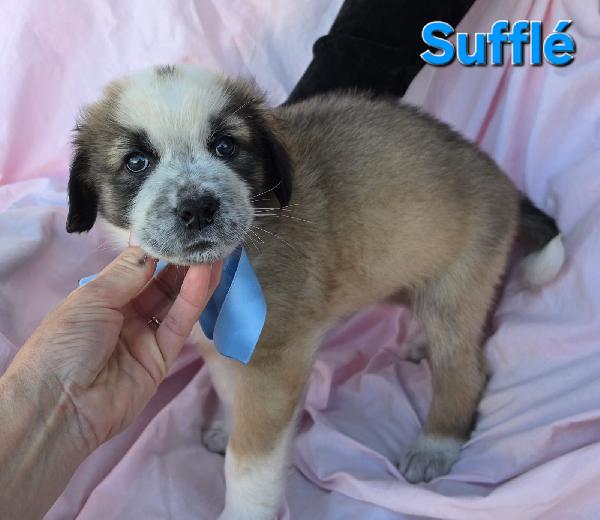 SOUFFLE' CUCCIOLO MASCHIO Foto 3