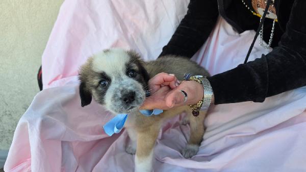 SOUFFLE' CUCCIOLO MASCHIO Foto 4