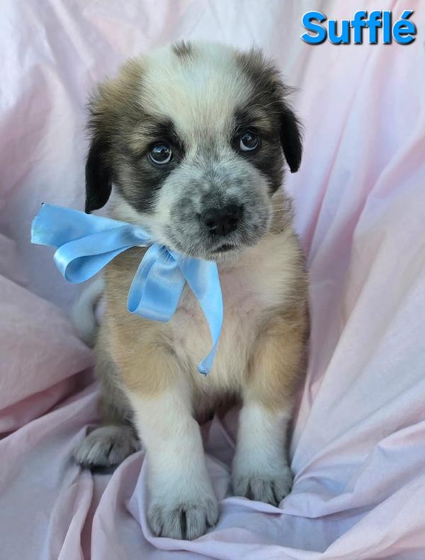 SOUFFLE' CUCCIOLO MASCHIO Foto 5