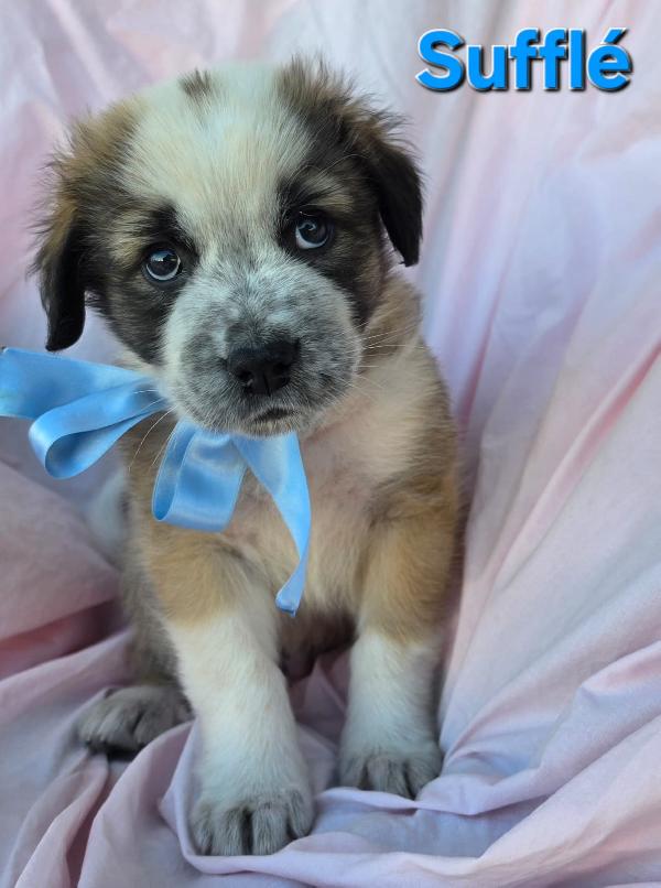 SOUFFLE' CUCCIOLO MASCHIO Foto 6