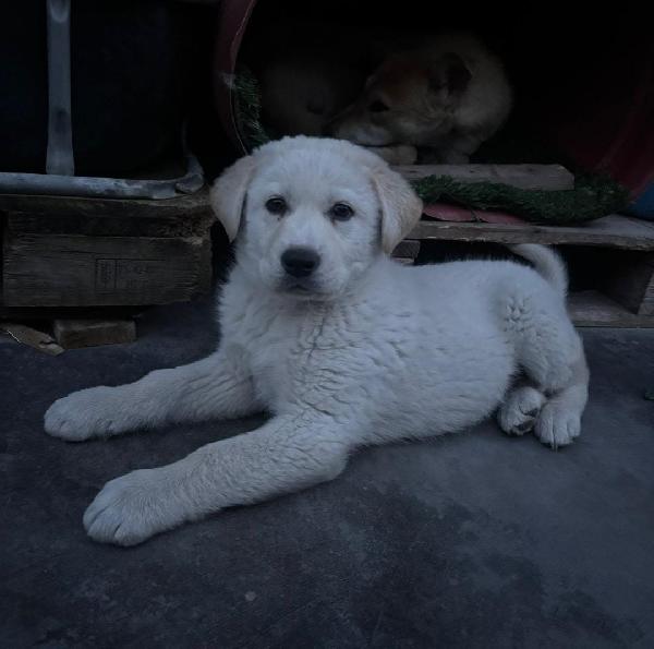 Kiro☄️💜💎 Foto 4