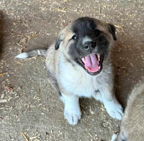 Momo 50 Giorni Taglia Grande 