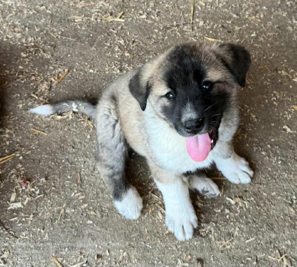 Momo 50 giorni taglia grande  Foto 2